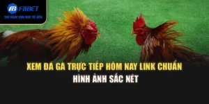 Xem Đá Gà Trực Tiếp Hôm Nay – Link Chuẩn, Hình Ảnh Sắc Nét